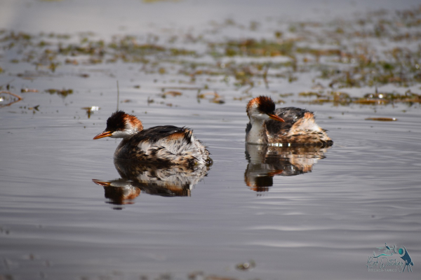 OBSERVACIÓN DE AVES EN PUNO: UNA OPORTUNIDAD EN DESARROLLO PARA EL TURISMO SOSTENIBLE Y LAS ECONOMÍAS LOCALES